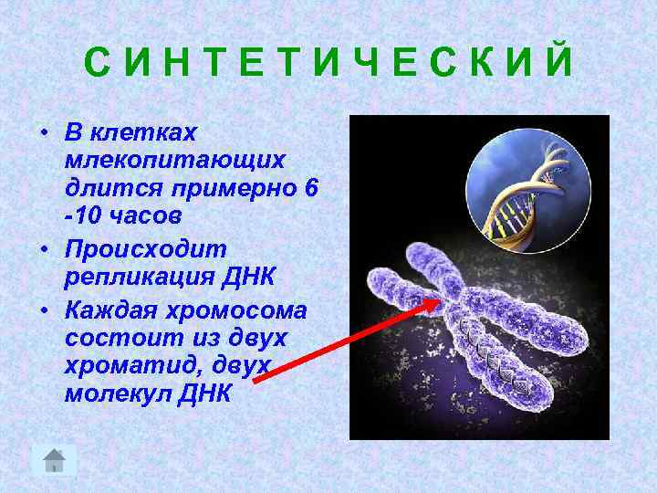 СИНТЕТИЧЕСКИЙ • В клетках млекопитающих длится примерно 6 -10 часов • Происходит репликация ДНК