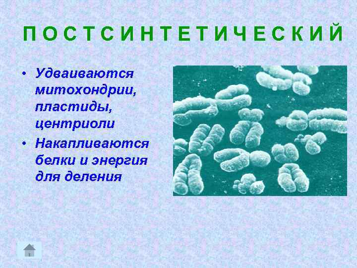 ПОСТСИНТЕТИЧЕСКИЙ • Удваиваются митохондрии, пластиды, центриоли • Накапливаются белки и энергия для деления 