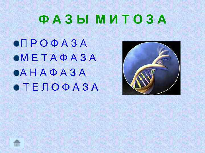 ФАЗЫ МИТОЗА ПРОФАЗА МЕТАФАЗА АНАФАЗА ТЕЛОФАЗА 