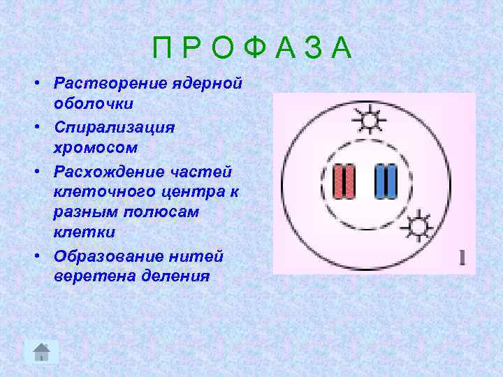 Спирализация хромосом фазы митоза. Растворение ядерной оболочки. Веретено деления клетки. Полюса клетки. Растворение ядерной оболочки фаза.