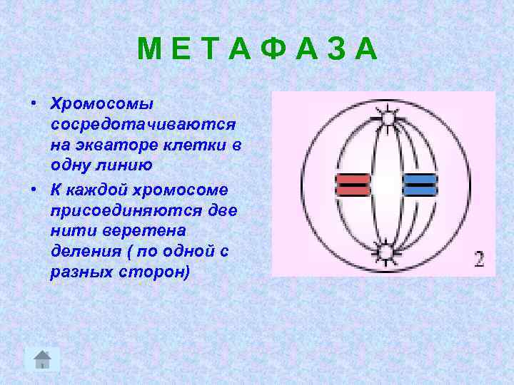 МЕТАФАЗА • Хромосомы сосредотачиваются на экваторе клетки в одну линию • К каждой хромосоме