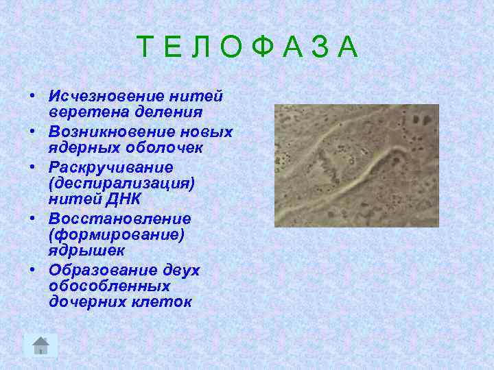 ТЕЛОФАЗА • Исчезновение нитей веретена деления • Возникновение новых ядерных оболочек • Раскручивание (деспирализация)