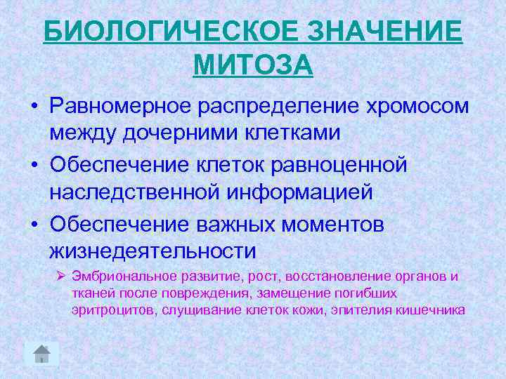 БИОЛОГИЧЕСКОЕ ЗНАЧЕНИЕ МИТОЗА • Равномерное распределение хромосом между дочерними клетками • Обеспечение клеток равноценной