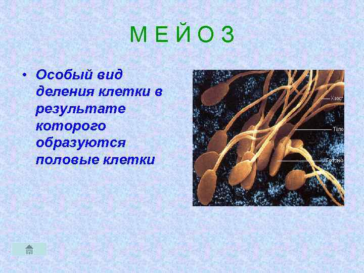 МЕЙОЗ • Особый вид деления клетки в результате которого образуются половые клетки 