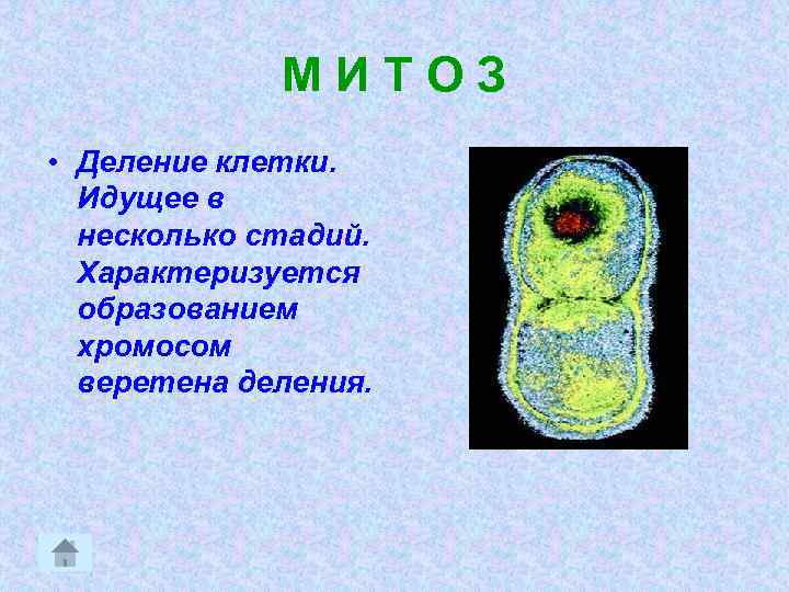 МИТОЗ • Деление клетки. Идущее в несколько стадий. Характеризуется образованием хромосом веретена деления. 