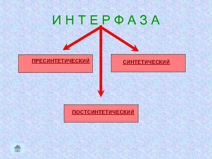 ИНТЕРФАЗА ПРЕСИНТЕТИЧЕСКИЙ ПОСТСИНТЕТИЧЕСКИЙ 