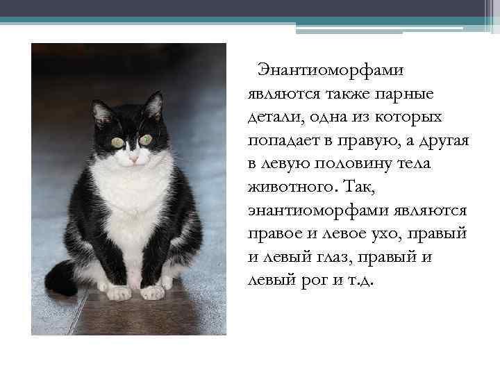 Энантиоморфами являются также парные детали, одна из которых попадает в правую, а другая в