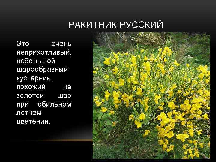 Ракитник русский фото и описание кустарника