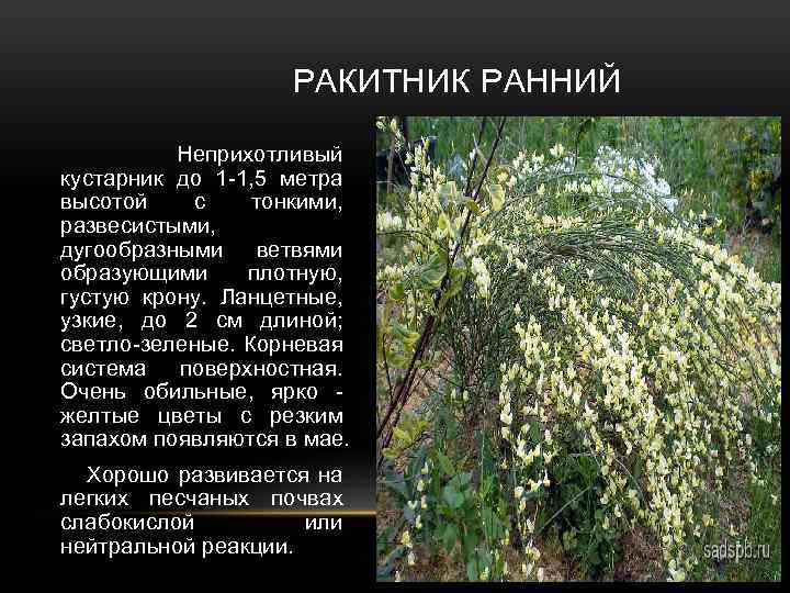 РАКИТНИК РАННИЙ Неприхотливый кустарник до 1 -1, 5 метра высотой с тонкими, развесистыми, дугообразными