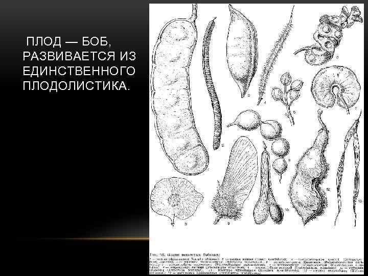 ПЛОД — БОБ, РАЗВИВАЕТСЯ ИЗ ЕДИНСТВЕННОГО ПЛОДОЛИСТИКА. 