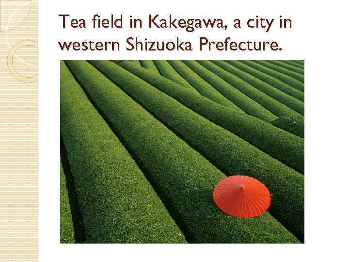 Tea field in Kakegawa, a city in western Shizuoka Prefecture. 