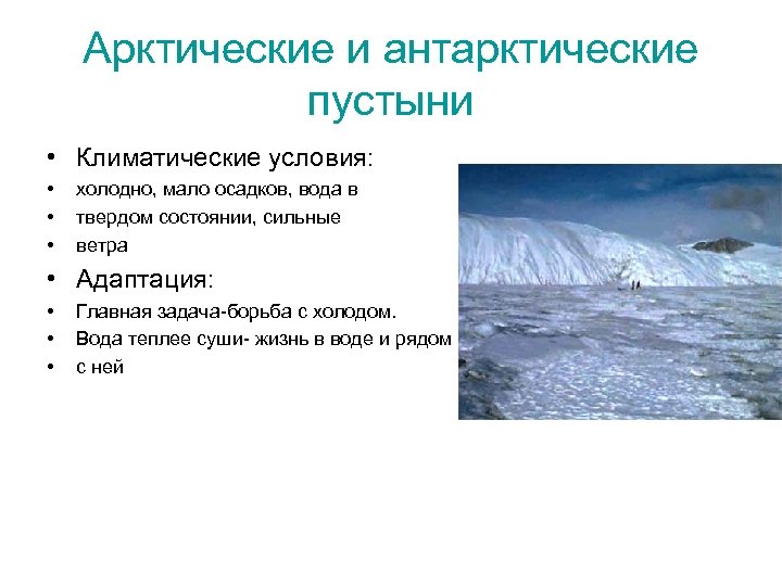 Арктические и антарктические пустыни • Климатические условия: • • • холодно, мало осадков, вода