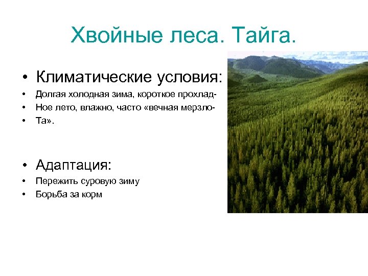 Описание природной зоны по плану 7 класс тайга