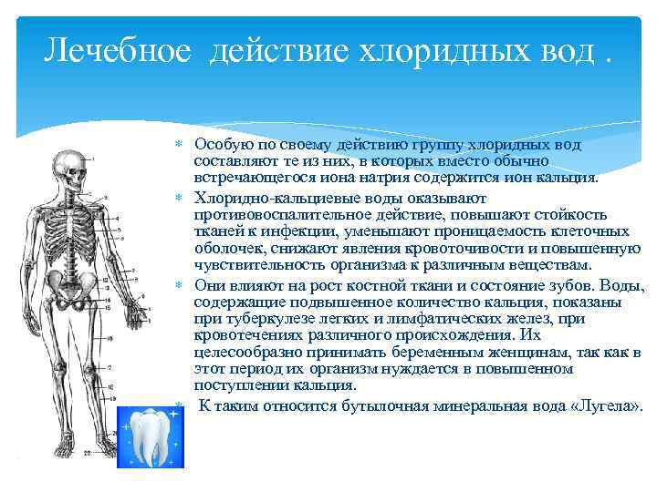 Лечебное действие хлоридных вод. Особую по своему действию группу хлоридных вод составляют те из