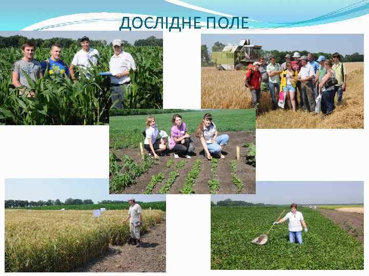 ДОСЛІДНЕ ПОЛЕ 26 