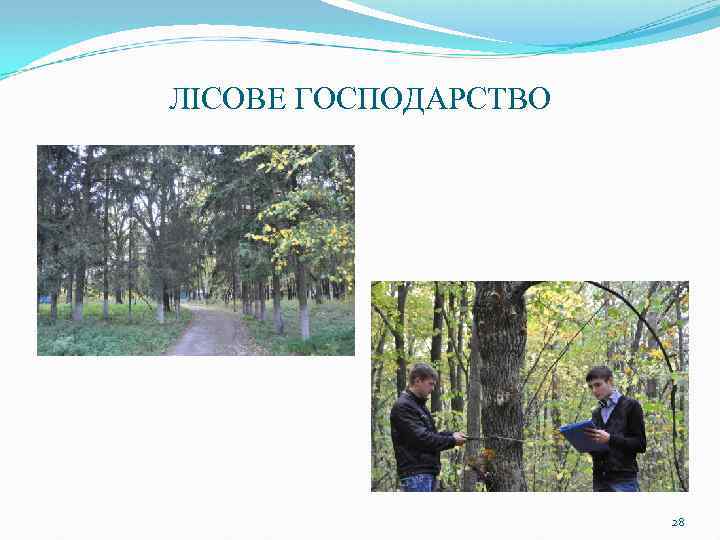 ЛІСОВЕ ГОСПОДАРСТВО 28 
