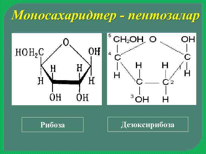 Моносахаридтер - пентозалар Рибоза Дезоксирибоза 