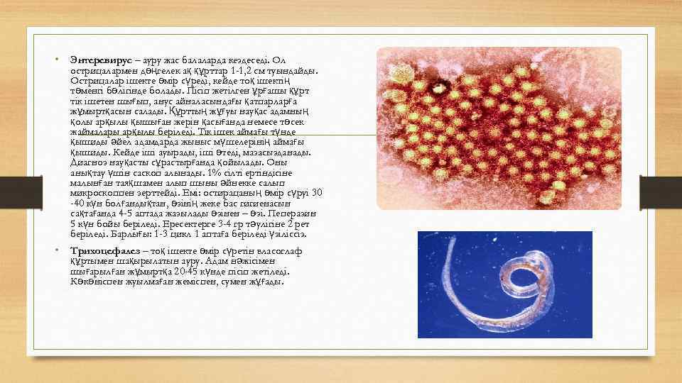 Гельминтоздар презентация қазақша