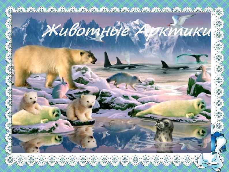 Животные Арктики 
