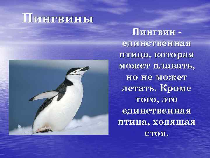 Пингвины Пингвин единственная птица, которая может плавать, но не может летать. Кроме того, это