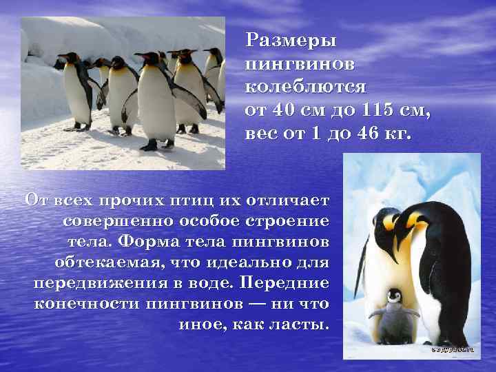 Размеры пингвинов колеблются от 40 см до 115 см, вес от 1 до 46