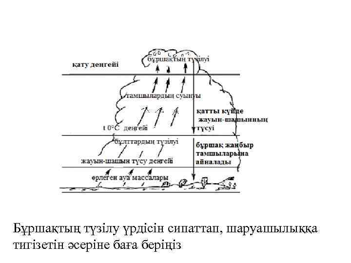 Бұршақтың түзілу үрдісін сипаттап, шаруашылыққа тигізетін әсеріне баға беріңіз 