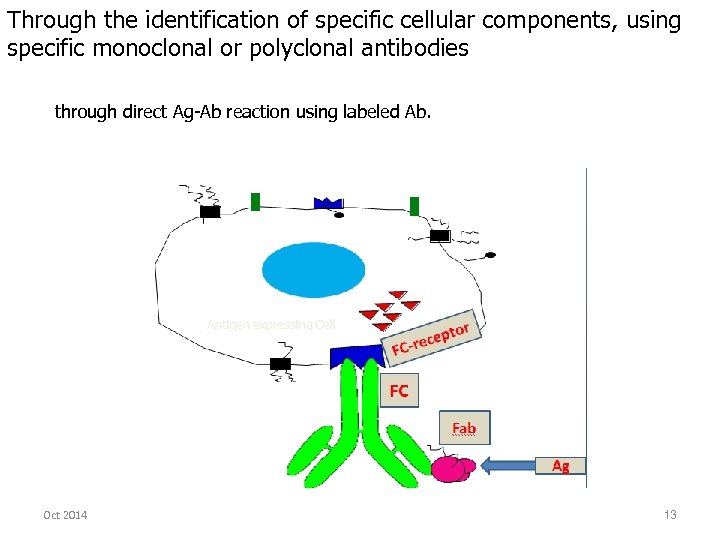 Through the identification of specific cellular components, using specific monoclonal or polyclonal antibodies through