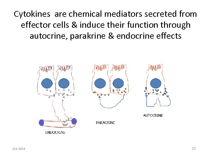Cytokines are chemical mediators secreted from effector cells & induce their function through autocrine,