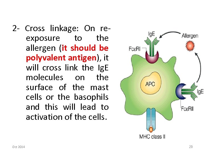 2 - Cross linkage: On reexposure to the allergen (it should be polyvalent antigen),