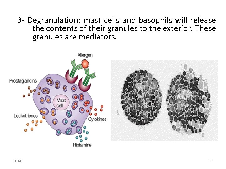 3 - Degranulation: mast cells and basophils will release the contents of their granules