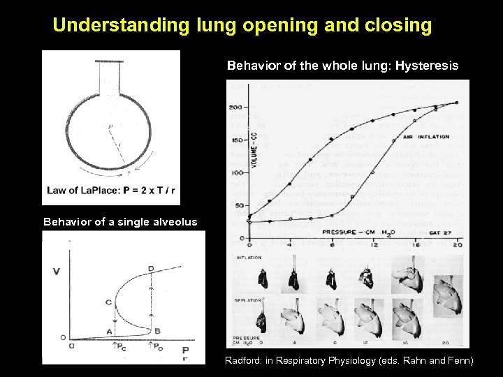 Understanding lung opening and closing Behavior of the whole lung: Hysteresis Behavior of a