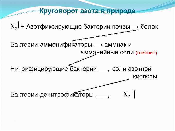 Круговорот азота в природе N 2 + Азотфиксирующие бактерии почвы белок Бактерии-аммонификаторы аммиак и