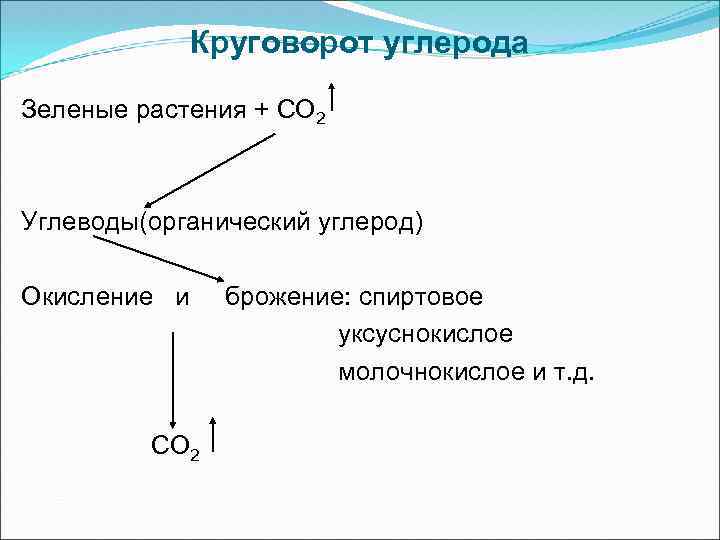 Круговорот углерода Зеленые растения + СО 2 Углеводы(органический углерод) Окисление и СО 2 брожение: