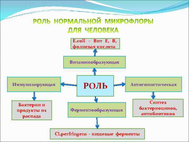 E. сoli – Вит Е, В, фолиевая кислота Витаминобразующая Иммунизирующая Бактерии и продукты их