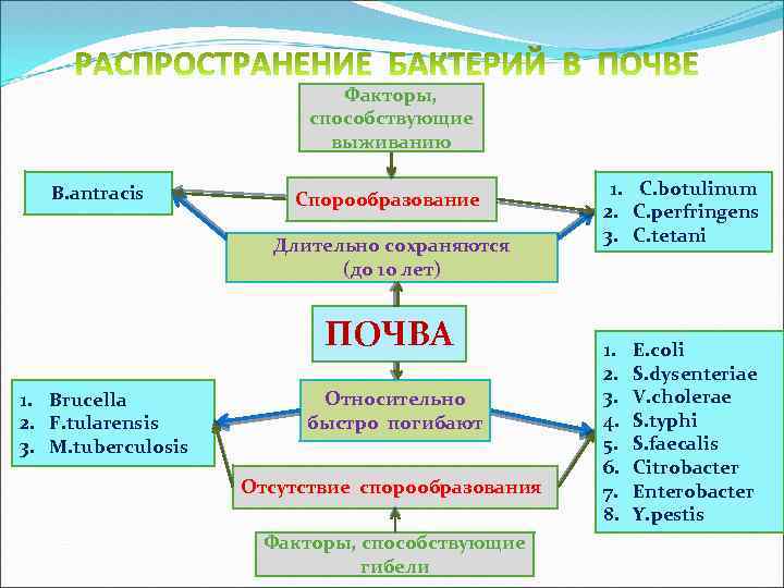 Факторы, способствующие выживанию B. antracis Спорообразование Длительно сохраняются (до 10 лет) ПОЧВА 1. Brucella