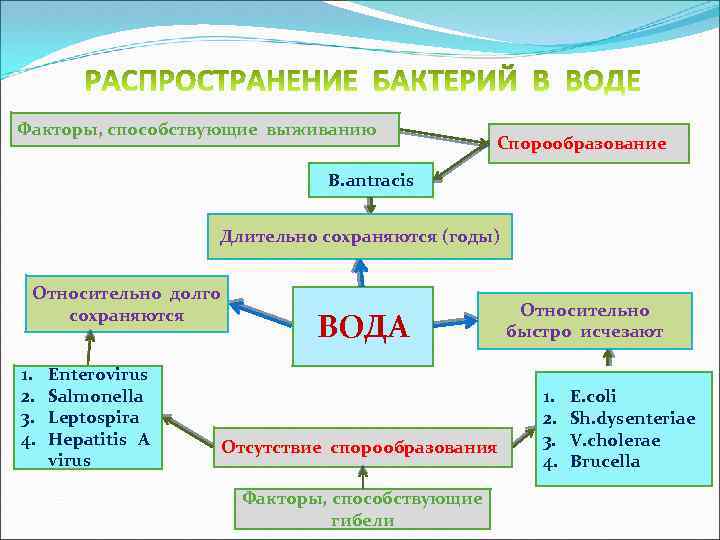 Факторы, способствующие выживанию Спорообразование B. antracis Длительно сохраняются (годы) Относительно долго сохраняются 1. 2.