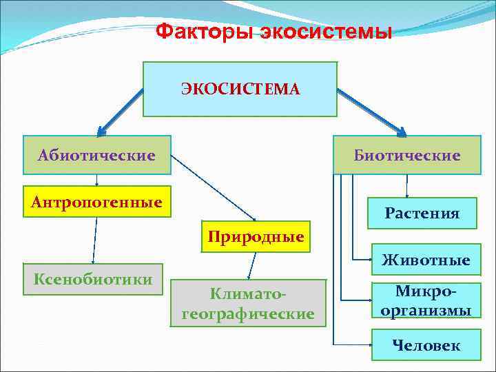 Экология микроорганизмов презентация