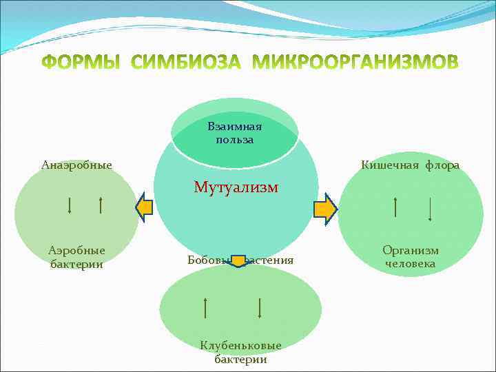 Взаимная польза Кишечная флора Анаэробные Мутуализм Аэробные бактерии Бобовые растения Клубеньковые бактерии Организм человека