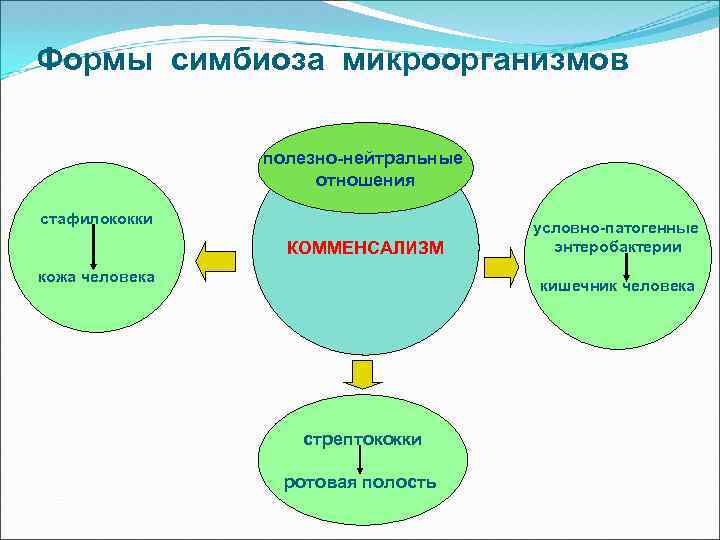 Экология микроорганизмов презентация