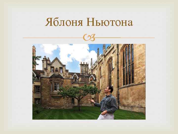 Яблоня Ньютона 