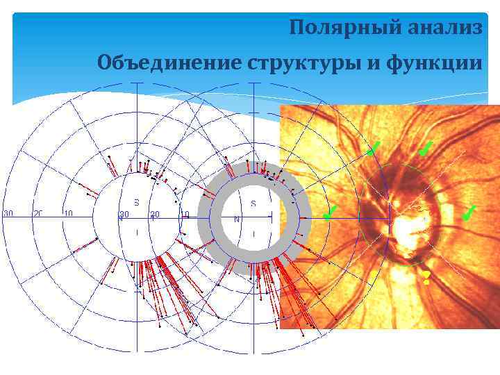 Полярный анализ Объединение структуры и функции 