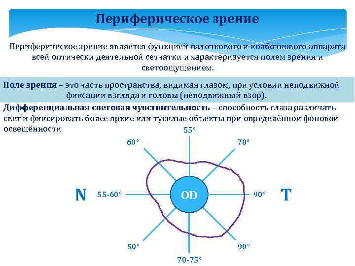 Периферическое зрение является функцией палочкового и колбочкового аппарата всей оптически деятельной сетчатки и характеризуется