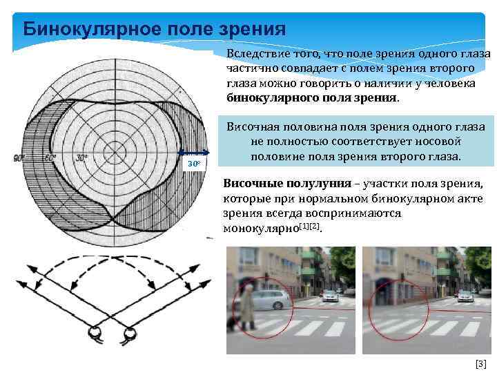 Бинокулярное поле зрения Вследствие того, что поле зрения одного глаза частично совпадает с полем