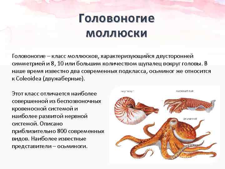 Моллюски биология 8 класс