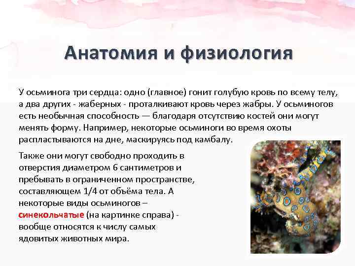 Анатомия и физиология У осьминога три сердца: одно (главное) гонит голубую кровь по всему