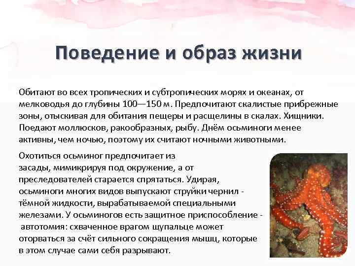 Поведение и образ жизни Обитают во всех тропических и субтропических морях и океанах, от