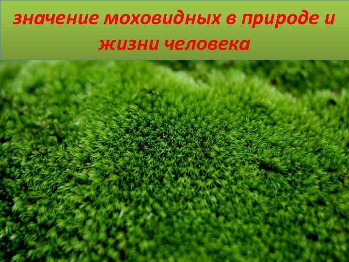 значение моховидных в природе и жизни человека 
