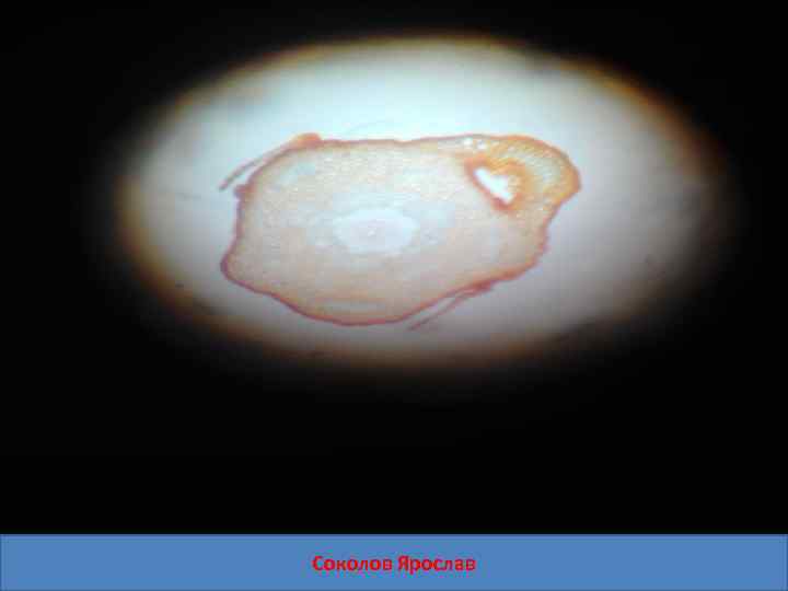 Соколов Ярослав 