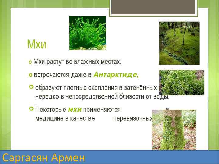 Саргасян Армен 