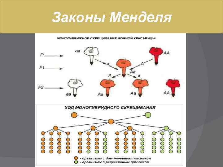 Законы Менделя 